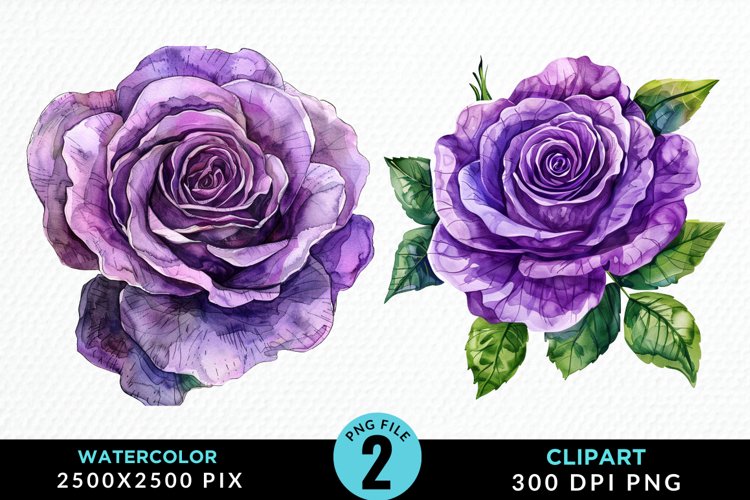 Rose PNG Image 12