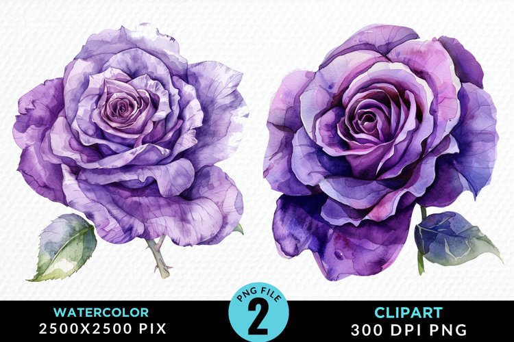 Watercolor Rose Vibrant Purple PNG Set Clipart example image 1