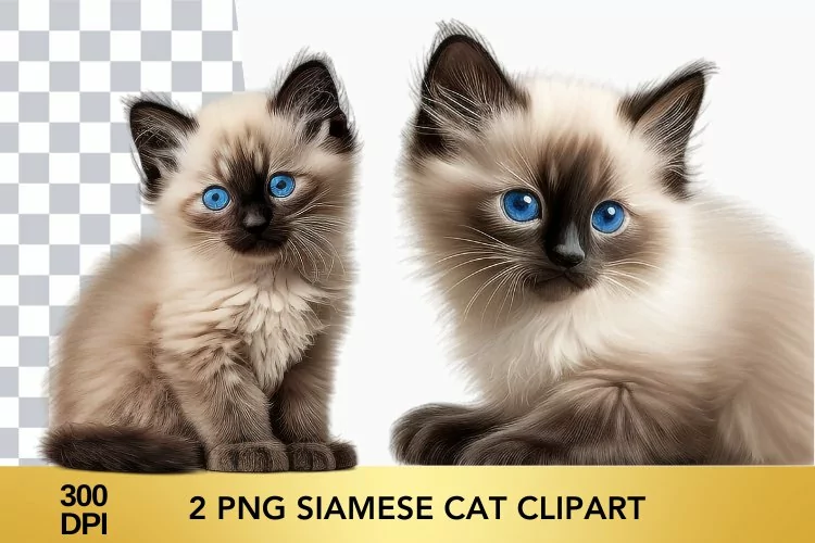 2 png Watercolor Siamese Cat Clipart