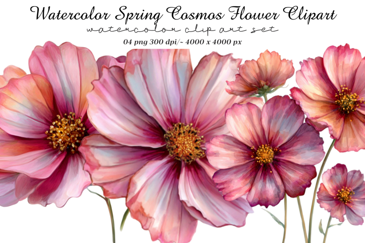Watercolor Spring Cosmos Flower Clipart example image 1