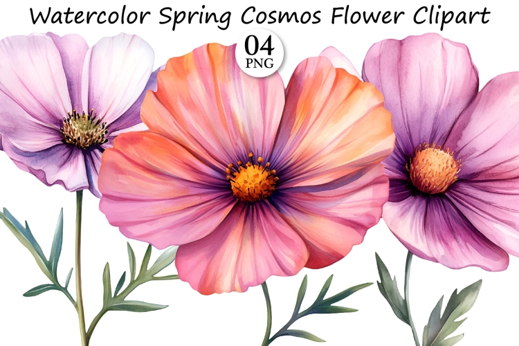 Watercolor Spring Cosmos Flower Clipart