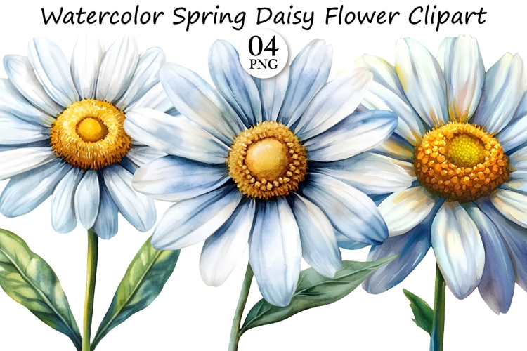 Watercolor Spring Daisy Flower Clipart