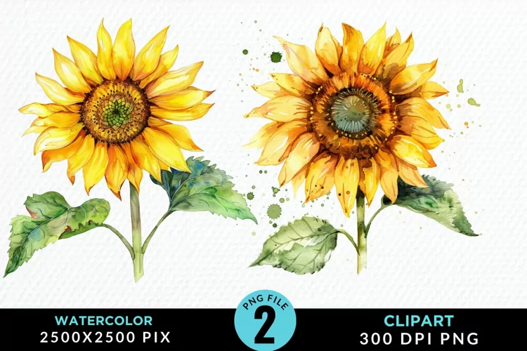 Watercolor Sunflower Illustration Clipart