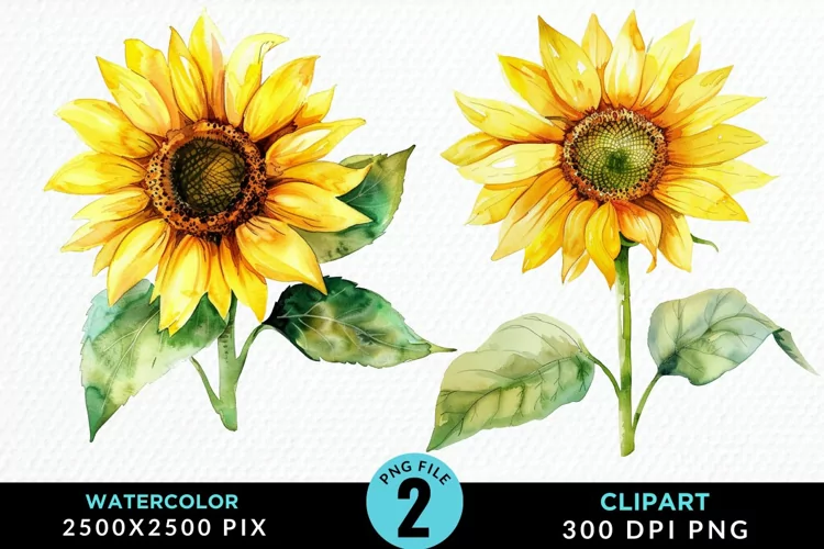 Watercolor Sunflower Graphics Clipart