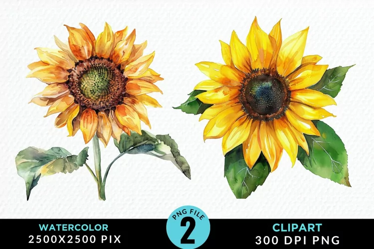 Watercolor Sunflower Illustration Clipart