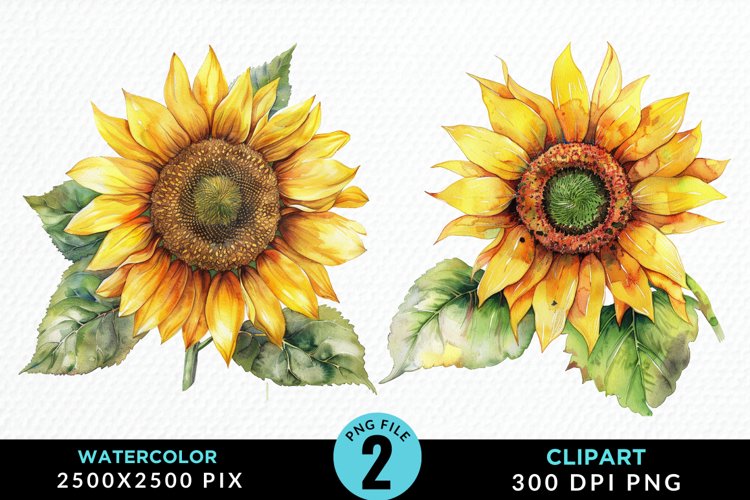 Watercolor Sunflower Graphics Clipart