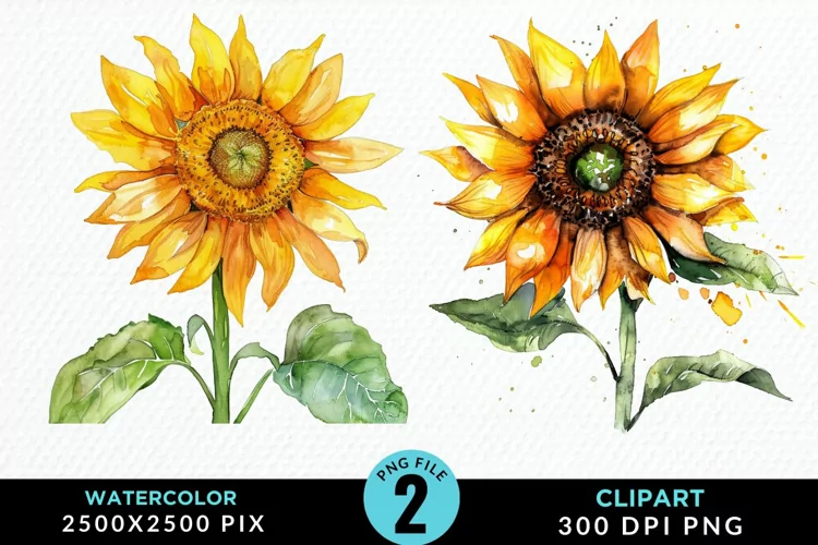 Watercolor Sunflower Illustration Clipart