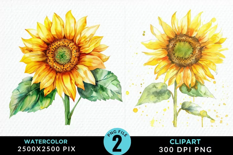 Watercolor Sunflower Illustration Clipart