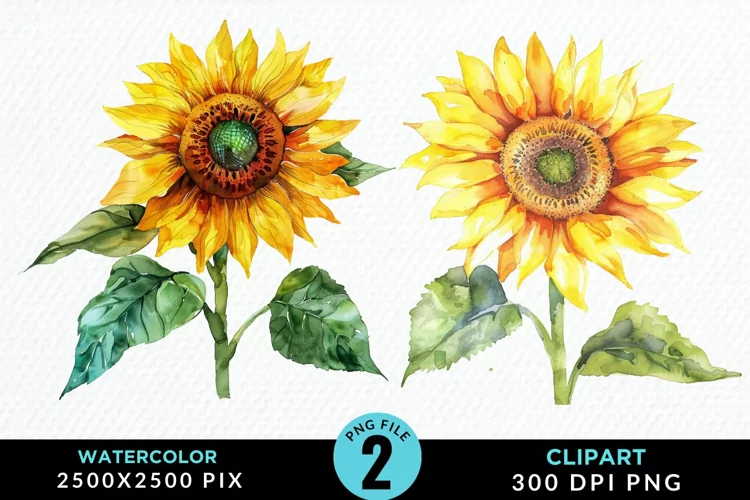 Watercolor Sunflower Graphics Clipart