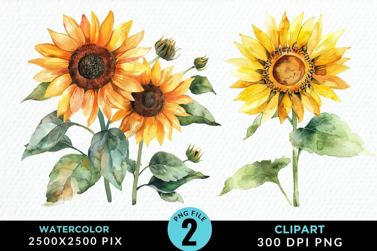 Watercolor Sunflower Graphics Clipart