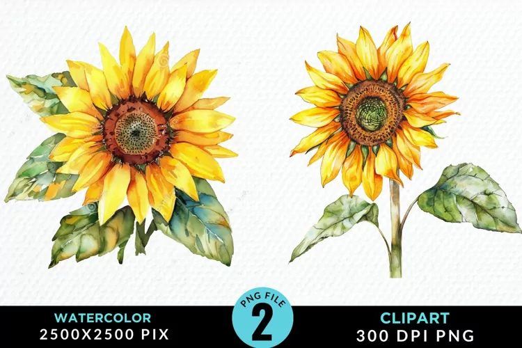 Watercolor Sunflower Illustration Clipart
