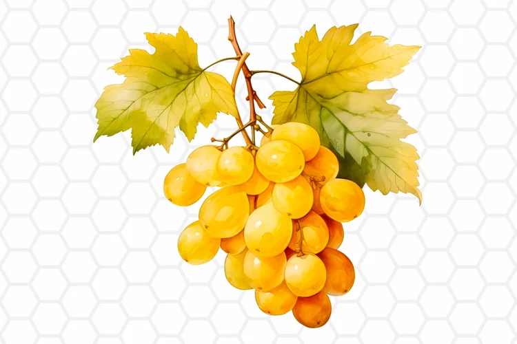 Watercolor Yellow Grape Sublimation Clipart PNG