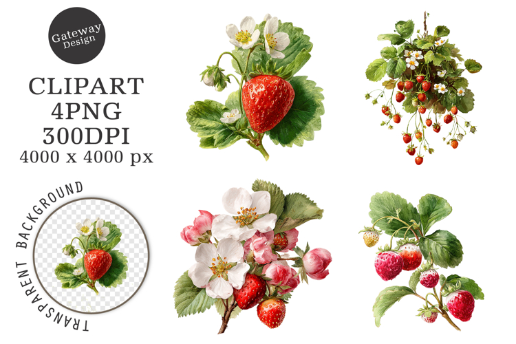 Strawberry Illustration Image 4