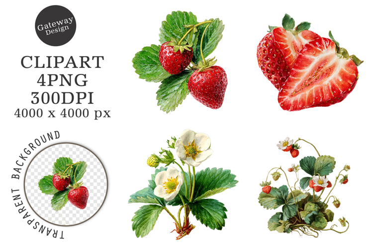 Strawberry Illustration Image 3