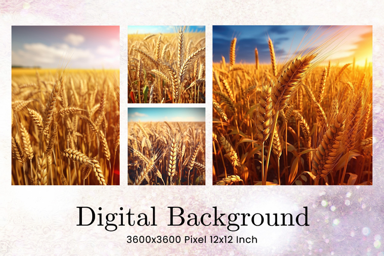 Field of Wheat Background Wallpaper Wheat Field View Wallart