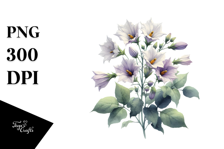 Nightshade Watercolor PNG