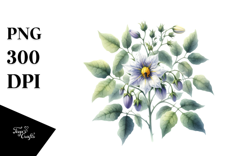 Nightshade Watercolor PNG