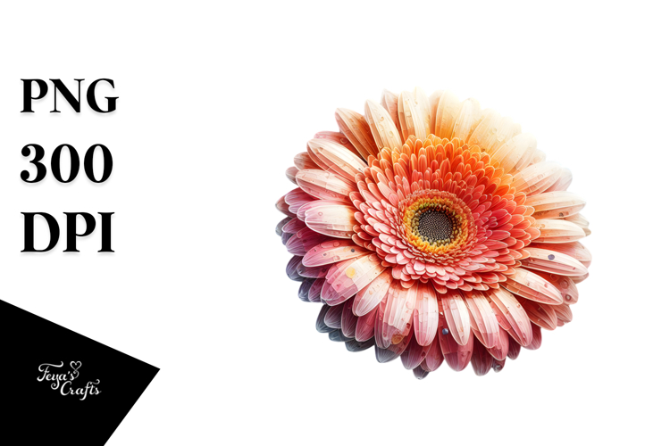 Gerbera with Watercolor Splash PNG