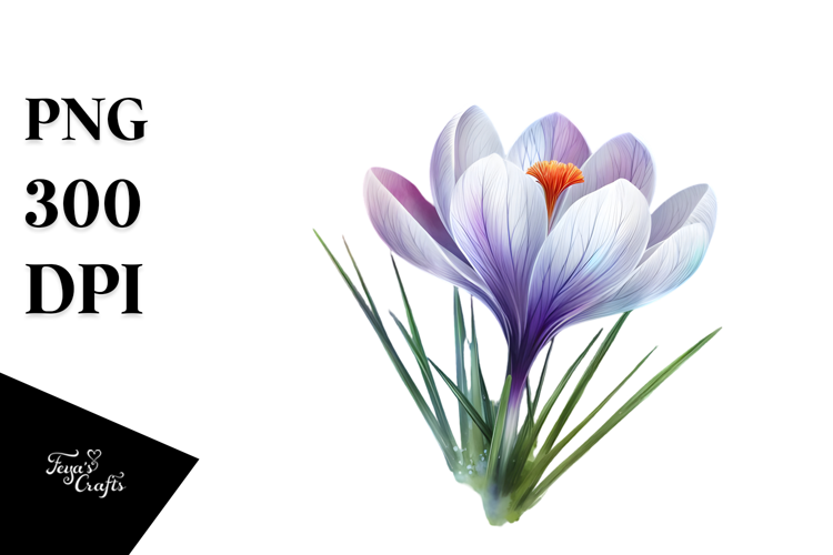 Crocus, Artistic PNG