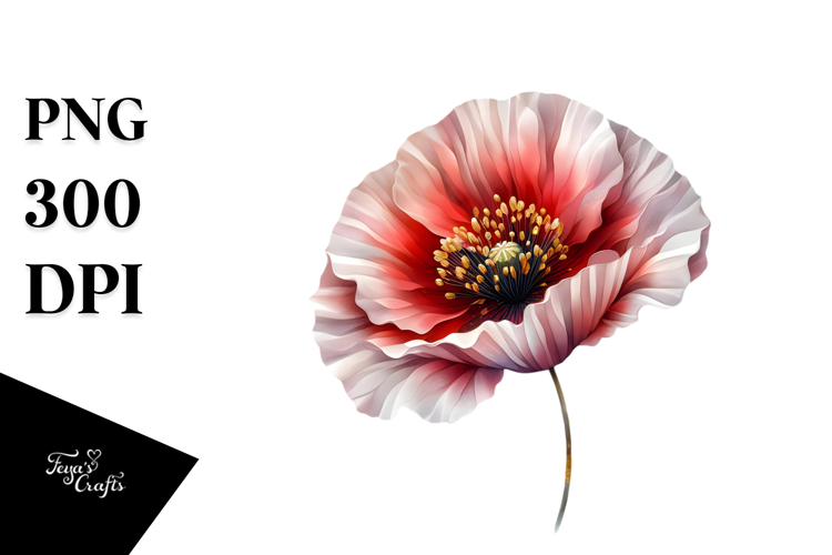 Glossy Ranunculus, Transparent PNG