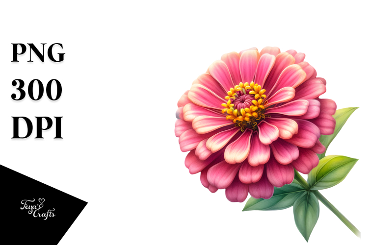 Zinnia Watercolor Splash PNG