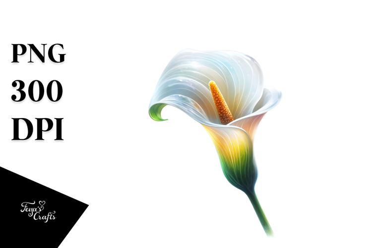 Calla Lily with Watercolor Splash
