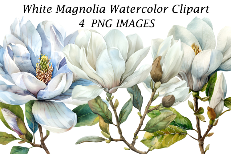 White Magnolia Watercolor Clipart
