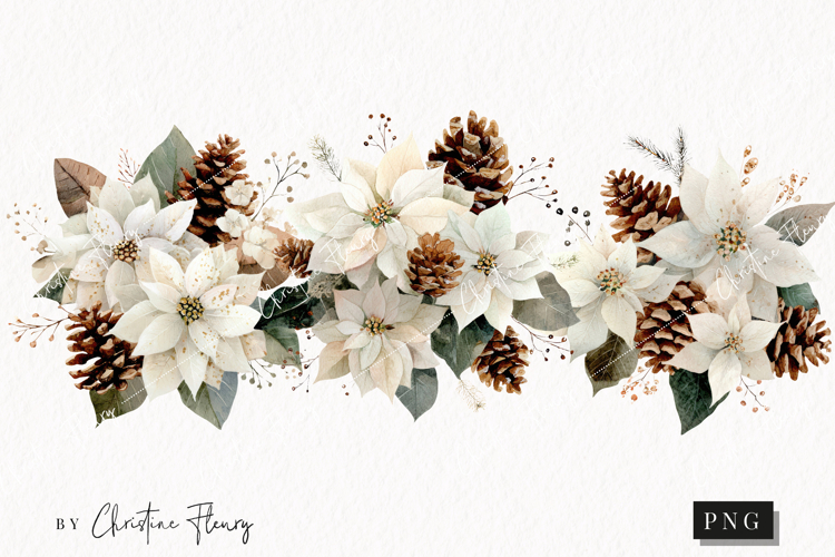 Watercolor White Poinsettia Clipart | Christmas PNG