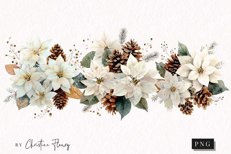Watercolor White Poinsettia Clipart | Christmas PNG