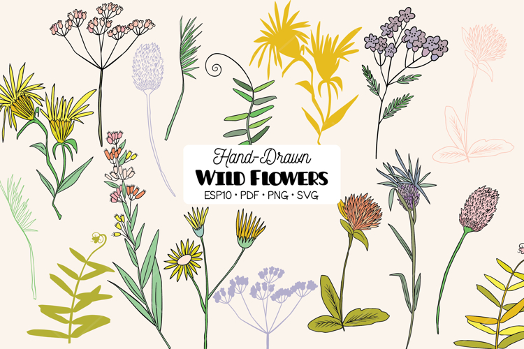 Colored Wild Flowers | Hand Drawn Meadow Plants, Leaf, Fern