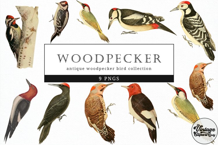 Woodpecker Vintage Animal illustration Clip Art, Clipart example image 1