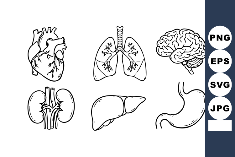 Lungs Clipart