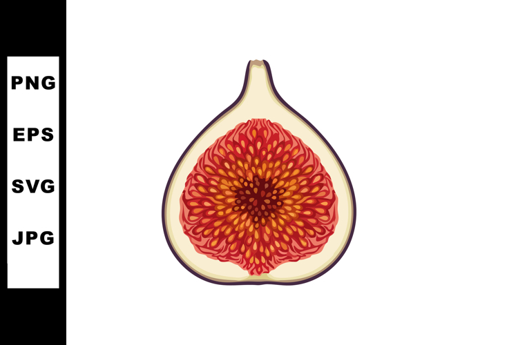 Fig fruit half cut detailed vector illustration with red see example image 1