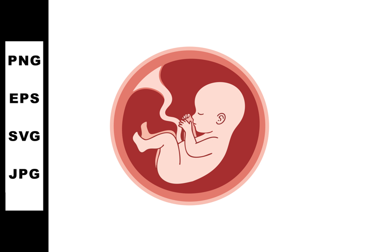 Human fetus in womb vector illustration showing prenatal dev