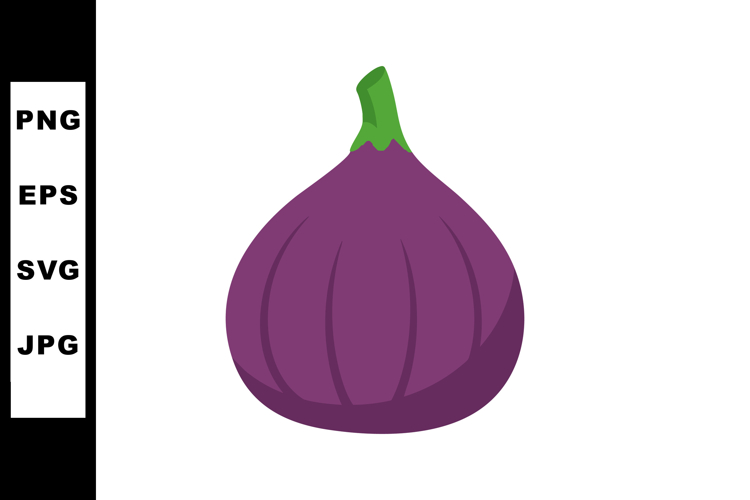 Fig Illustration Image 16