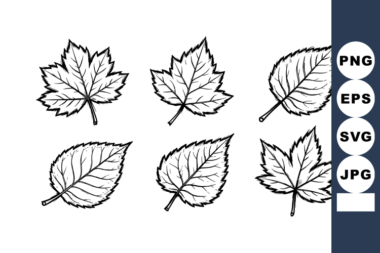 Leaf Vector Image 18