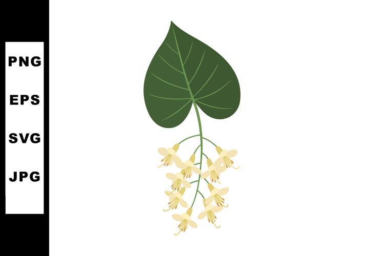 Linden tree leaf with hanging yellow flowers botanical vecto