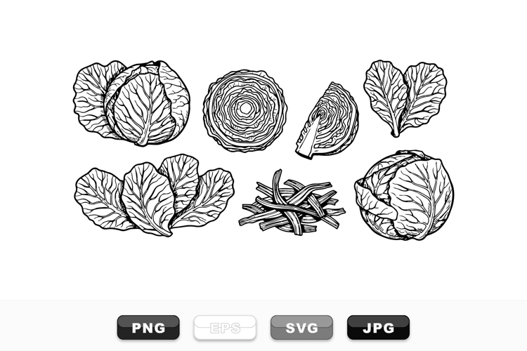 Hand Drawn Cabbage Vegetable Vector Clipart Set