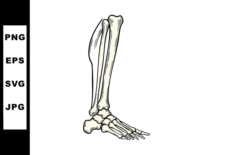 Leg Clipart Image 15