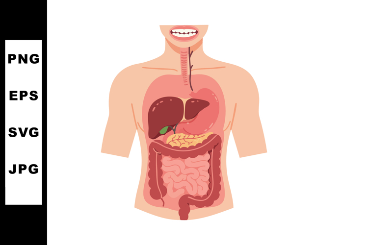 Liver Clipart Image 7