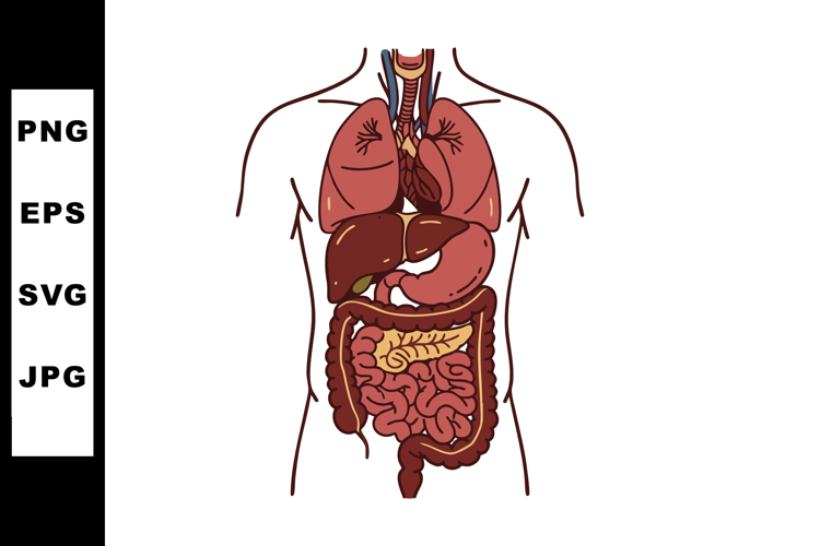 Lungs Clipart Image 2