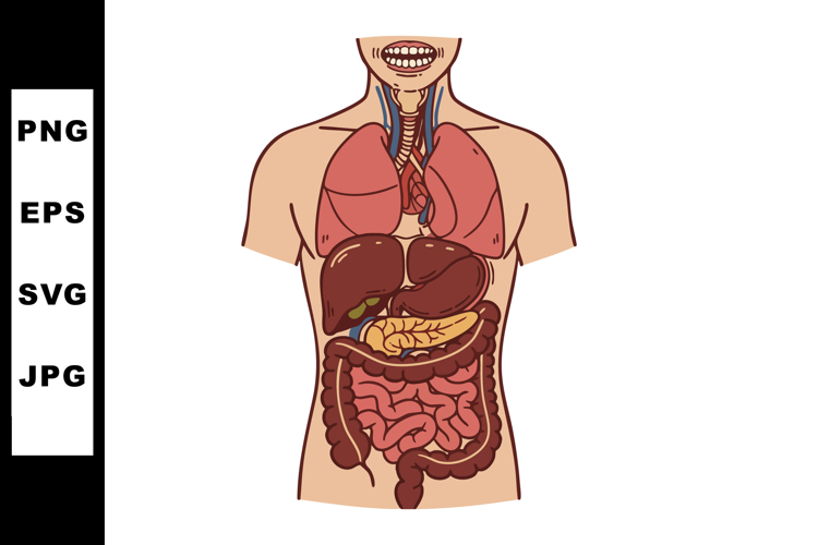 Lungs Clipart