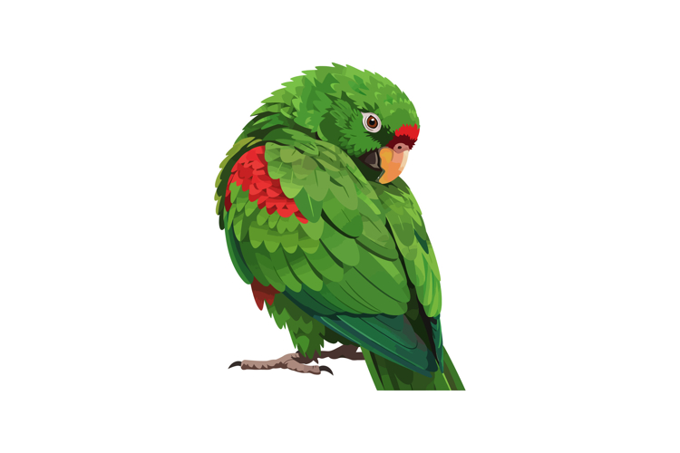 Parrot Illustration Image 15