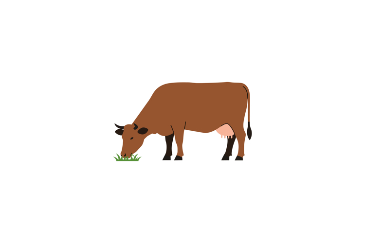 Brown cow grazing on green grass in a flat style vector illu