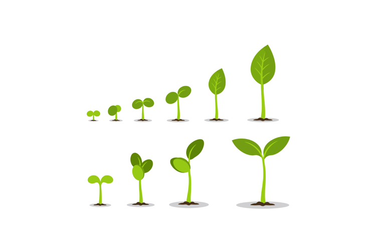 Green Plant Growth Stages Vector Illustration Showing Natura
