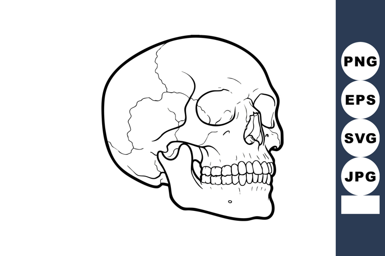 Human skull anatomical side view detailed black and white ve