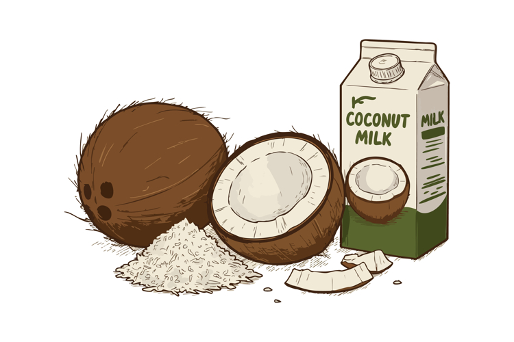 Coconut Illustration Image 8