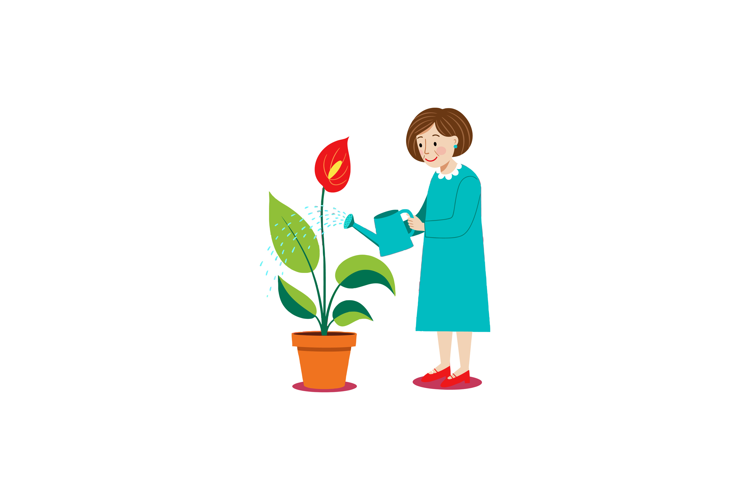 Woman watering indoor anthurium plant in pot with green leav