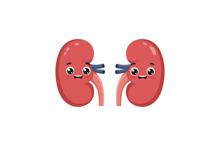 Kidney Clipart Image 17