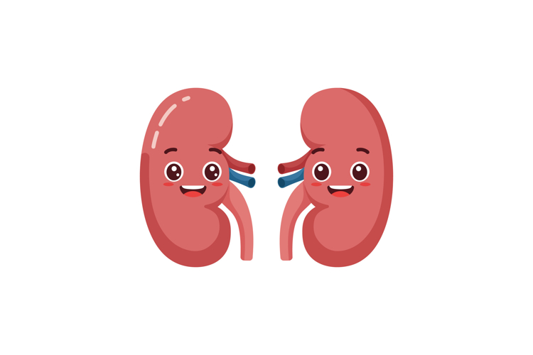 Kidney Clipart Image 18